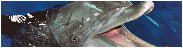 (Scuba) Discover Scuba Diving in Nassau, Bahamas
